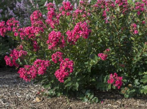 Lagerstroemia 'Bellini® Raspberry'