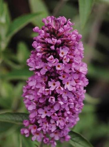 Buddleia 'Tutti Fruitti' (Tutti Fruitti Butterfly Bush)