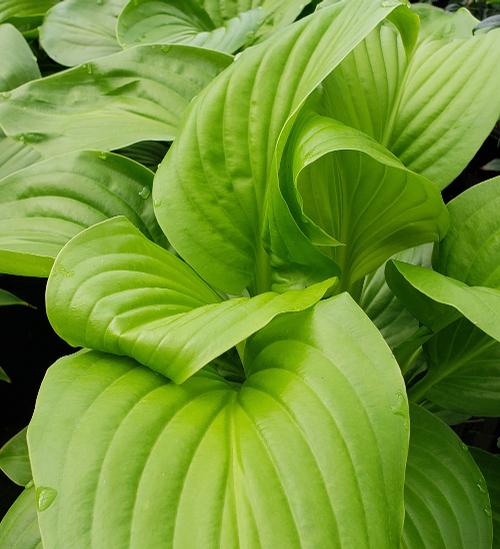 Hosta plantaginea 'Aphrodite' (Aphrodite Hosta)