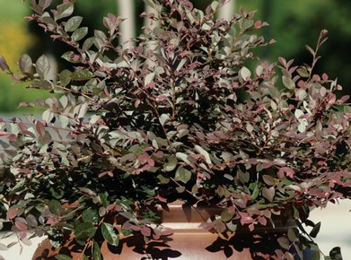 Loropetalum chinense 'Cerise Charm™'