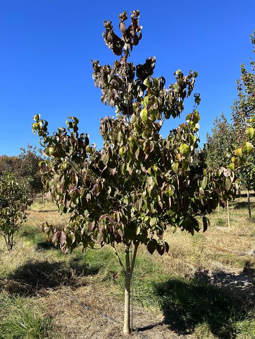 Cornus florida 