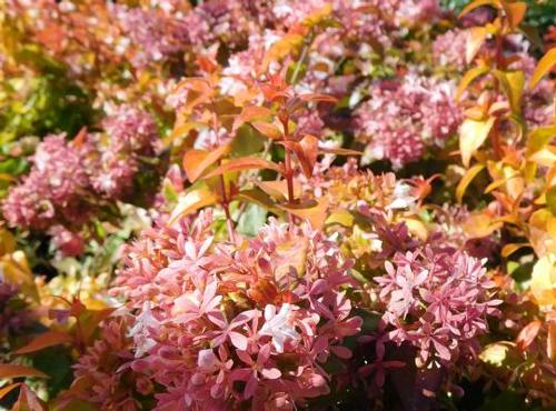 Abelia x grandiflora 'Peach Perfection®'