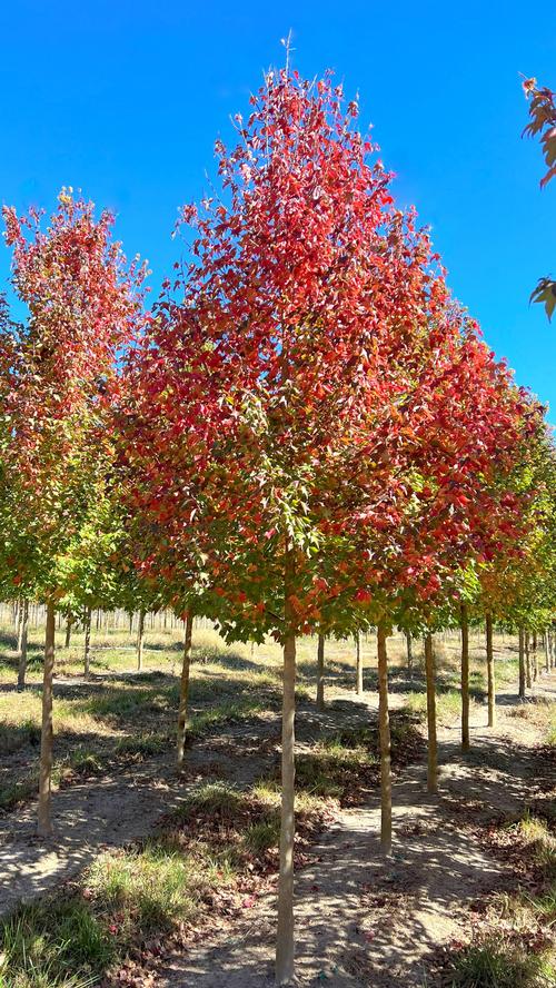 Acer buergerianum 'Aeryn®'