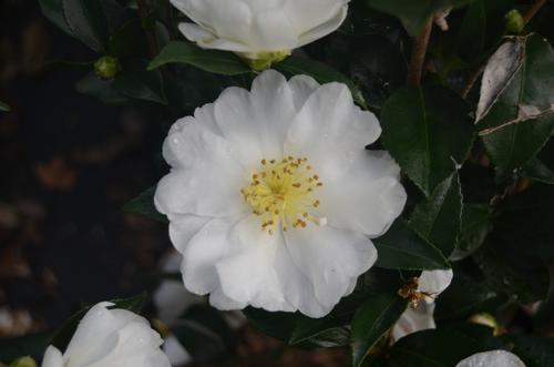 Camellia sasanqua 'Autumn Rocket'