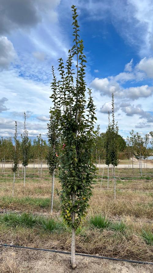 Field grown Carpinus betulus 'Frans Fontaine'