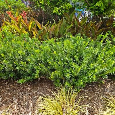 Cephalotaxus harringtonia 'Duke Gardens'