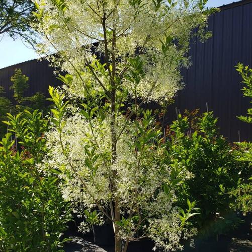 Chionanthus virginicus 'Dirr'