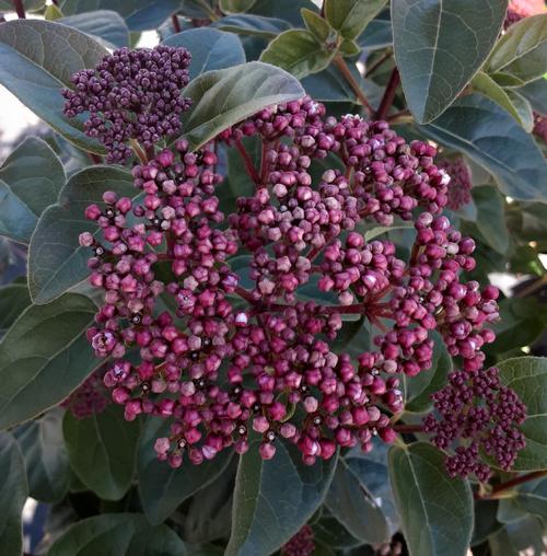 Viburnum tinus 'Shades of Pink' - Shades of Pink Viburnum from Taylor's Nursery