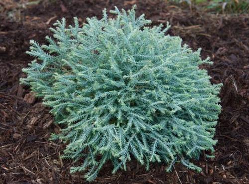 Thuja occidentalis 'Pancake™'
