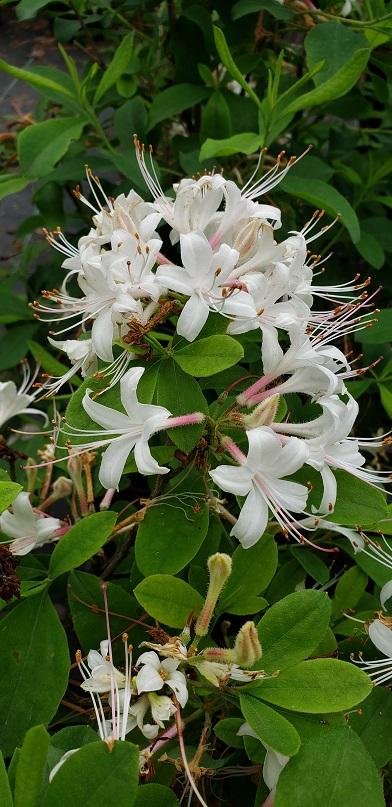 Rhododendron atlanticum 