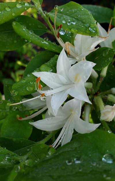 Rhododendron viscosum 
