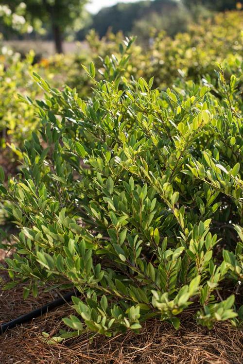 Distylium 'Cinnamon Girl®'
