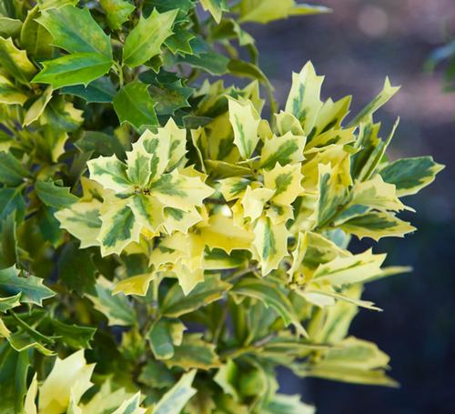Ilex x 'Golden Oakland®'