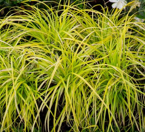Carex oshimensis 'Everillo®'