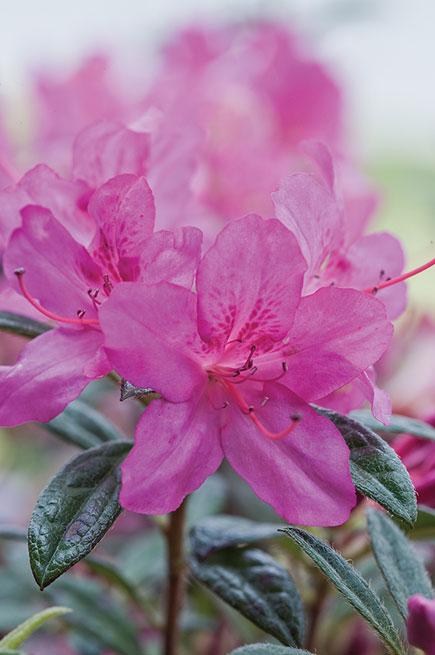 Azalea Encore® Autumn Amethyst®