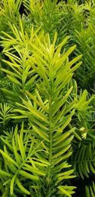 Cephalotaxus harringtonia 'Golden Dragon' - Golden Dragon Plum Yew from Taylor's Nursery