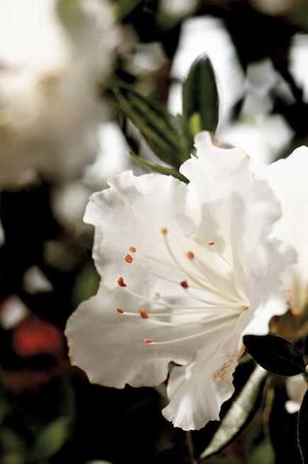 Azalea Encore® Autumn Angel®