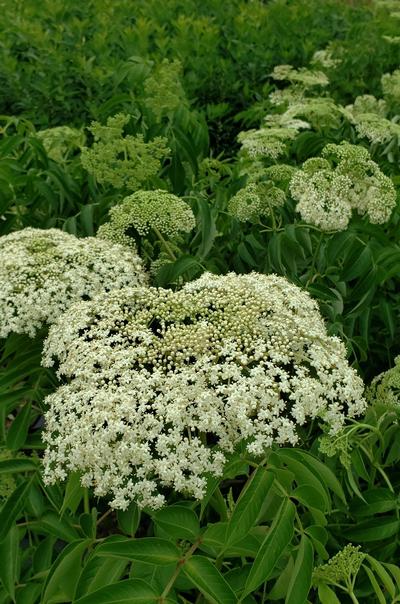 Sambucus canadensis 