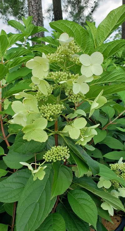 Fire Ice Hydrangea Hydrangea Paniculata Fire Ice From Taylor S Nursery