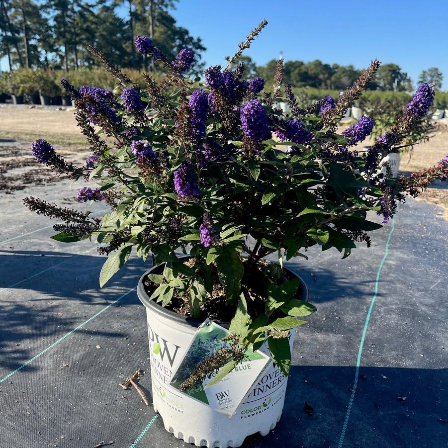 Buddleia 'Pugster Blue®' - Pugster Blue® Butterfly Bush from Taylor's Nursery