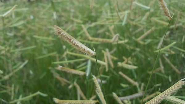Bouteloua gracilis 'Blonde Ambition'