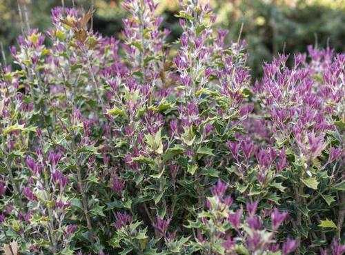 Osmanthus heterophyllus 'Party Lights™'