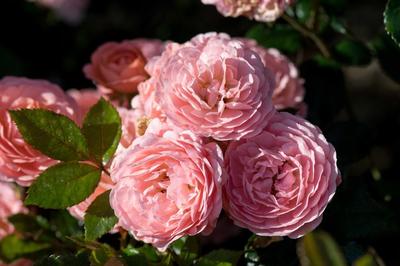 Rosa Apricot Drift®