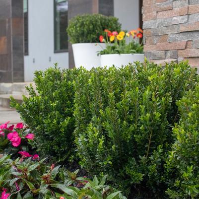 Buxus microphylla 'Baby Jade™'