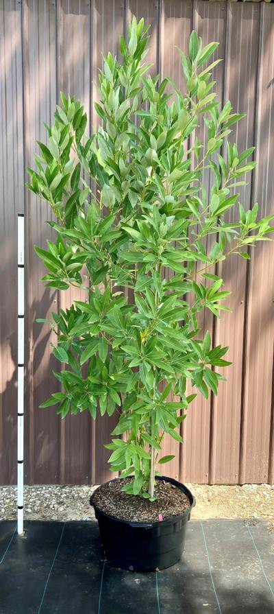 Magnolia virginiana 