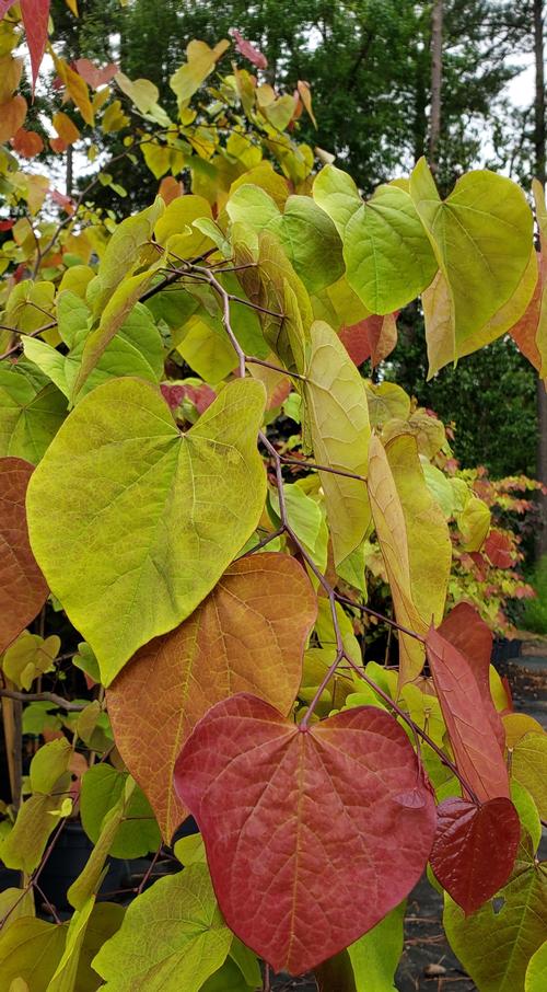 Cercis canadensis 'Flame Thrower'