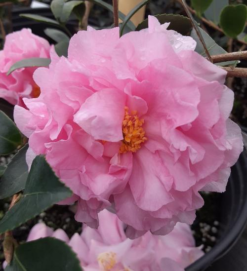 Camellia sasanqua 'October Magic Carpet'