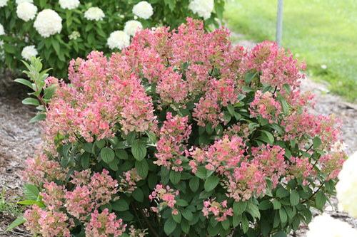 Hydrangea paniculata 'Little Quick Fire®'