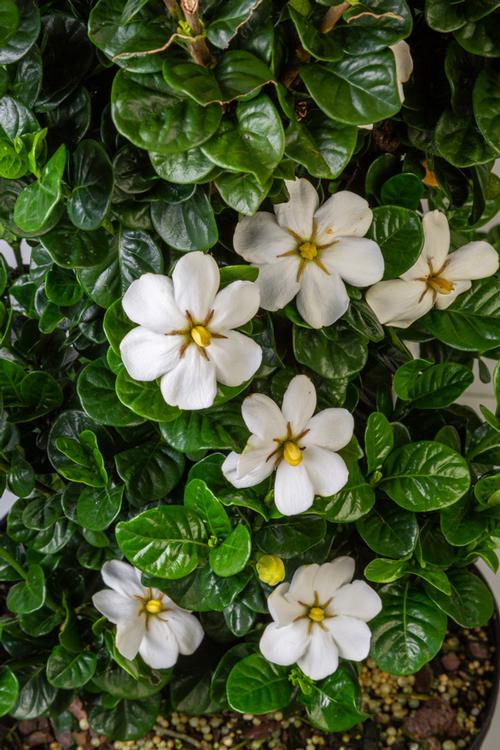 Gardenia jasminoides 'Diamond Spire®'