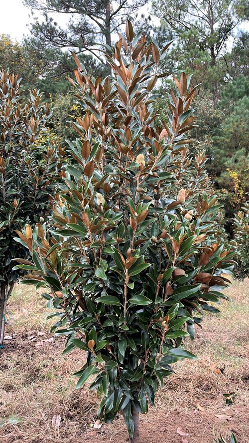 Magnolia grandiflora 'Alta' - Alta Magnolia from Taylor's Nursery