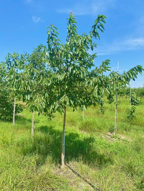Diospyros virginiana 