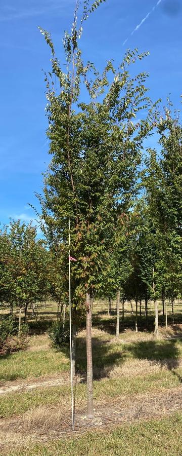 Zelkova serrata Musashino