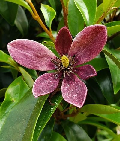 Magnolia x 'Stellar Ruby'