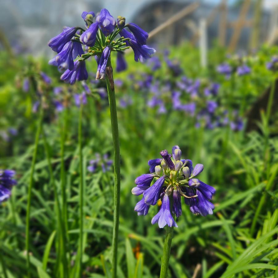 Agapanthus Blue Yonder