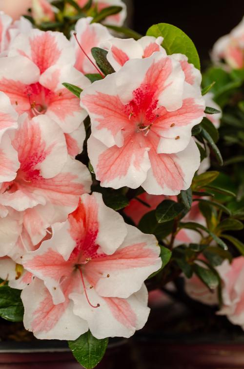 Azalea Encore® Autumn Starburst®