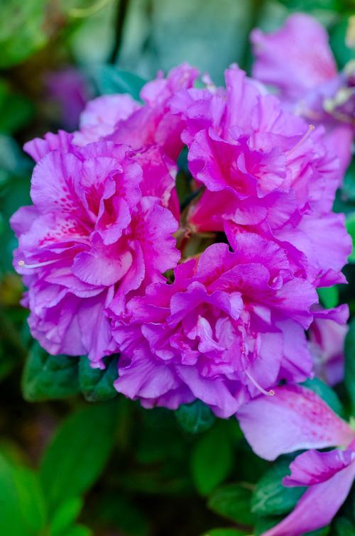 Azalea Encore® 'Autumn Majesty®'