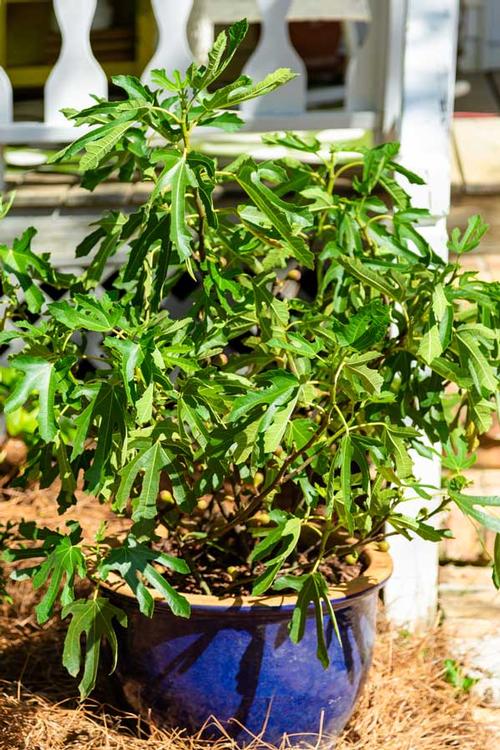 Ficus carica 'Little Miss Figgy'