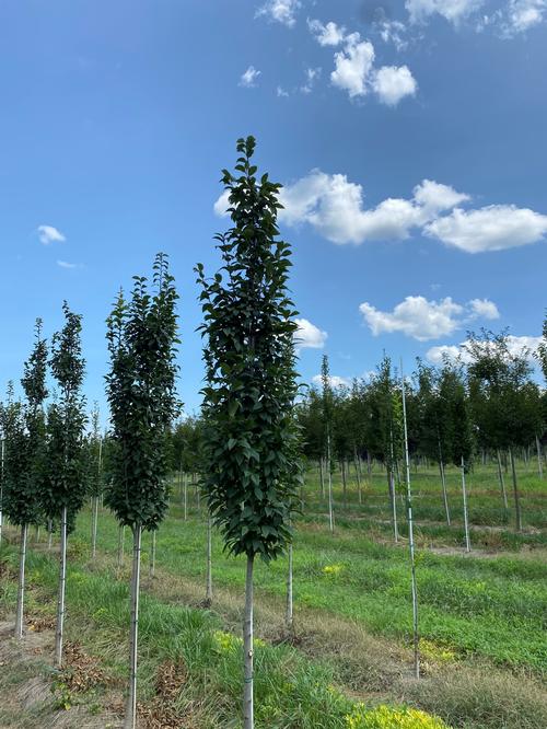 Carpinus betulus 'Lucas' - Lucas European Hornbeam from Taylor's Nursery