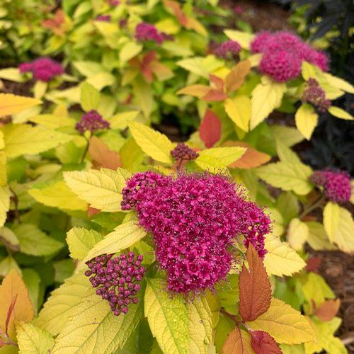 Spiraea japonica Double Play® 'Candy Corn®'