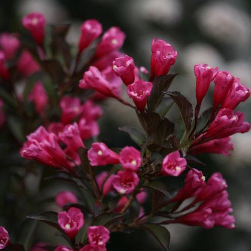 Weigela florida 'Wine & Roses®'