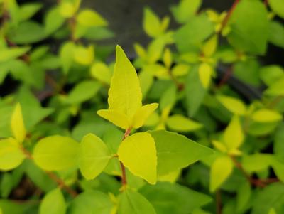 Abelia x grandiflora 'Twist of Mango™'