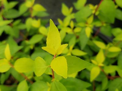 Abelia x grandiflora 'Twist of Mango' - Twist of Mango™ Abelia from Taylor's Nursery