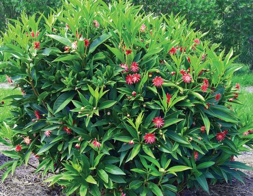 Illicium 'Scorpio™'