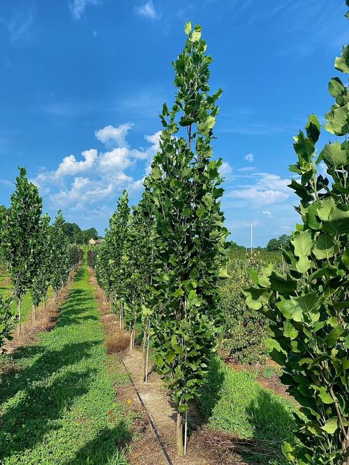 Liriodendron tulipifera 'Arnold'