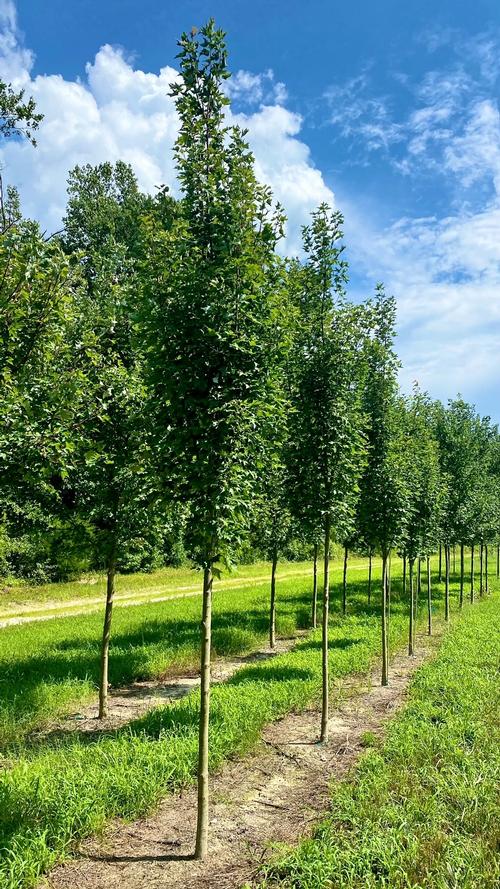 Acer x freemanii (Armstrong Gold Freemanii Maple)
