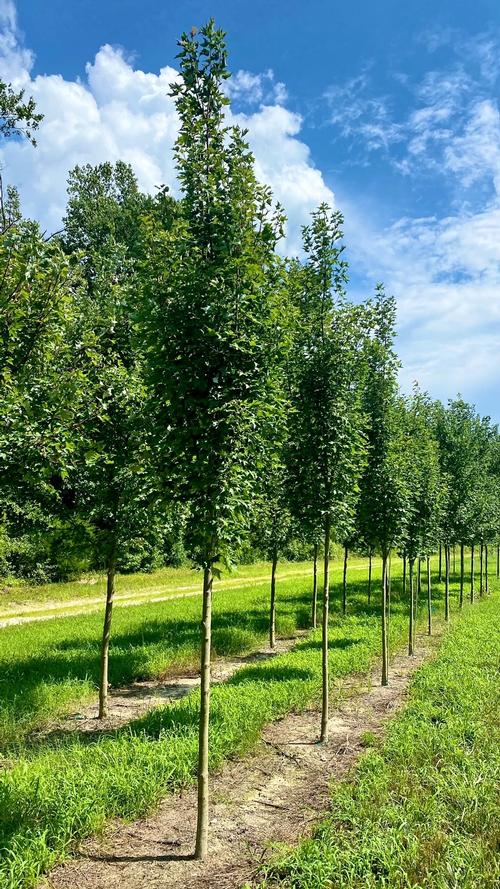 Acer x freemanii 'Armstrong Gold' - Armstrong Gold Freemanii Maple from Taylor's Nursery